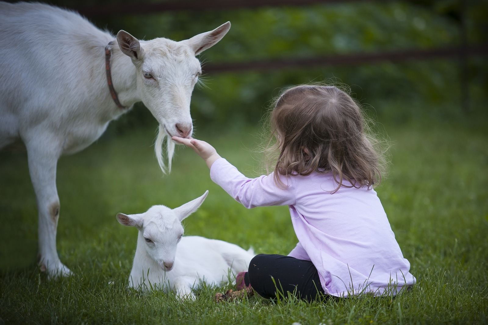 goat-3017394_1920.jpg